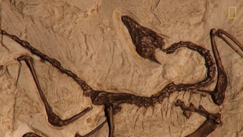 Bird Fossil