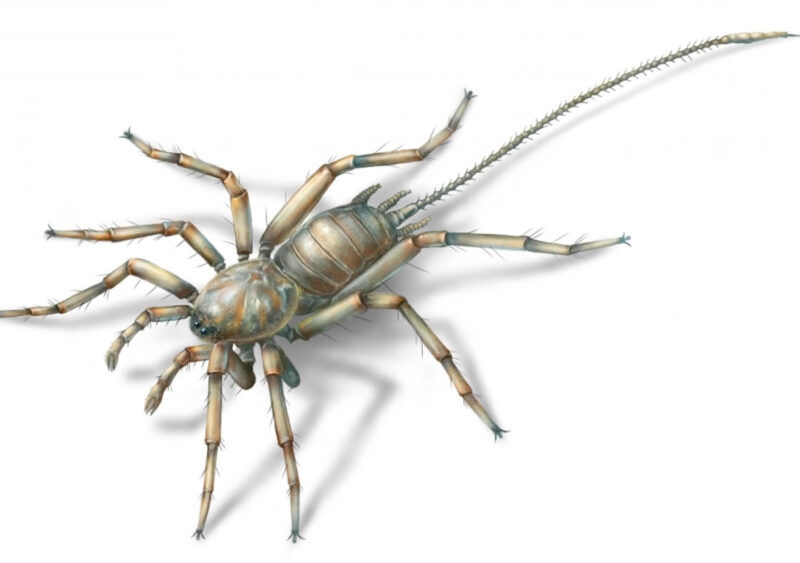 fossil discovered of prehistoric spider