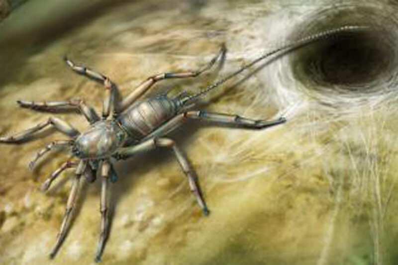 ancient spider